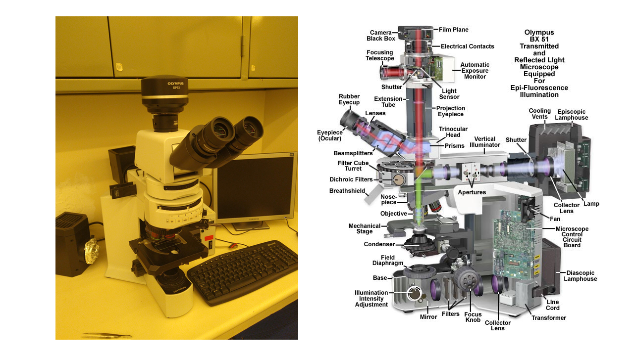 Microsc�pio de Fluoresc�ncia Olympus BX51